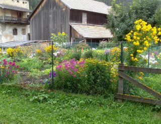 kitchen garden flowers