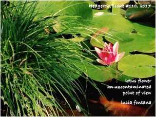 lotus flowerc