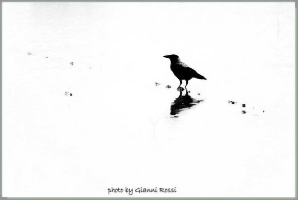 Corvo Gianni Rossi - s
